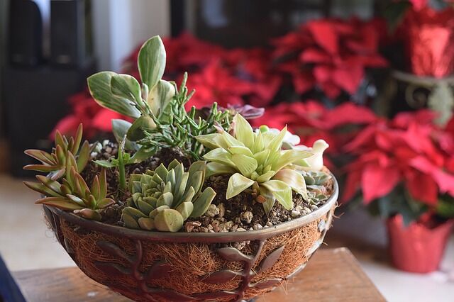 How To Take Care Of Plants Even When You Don't Have A Garden